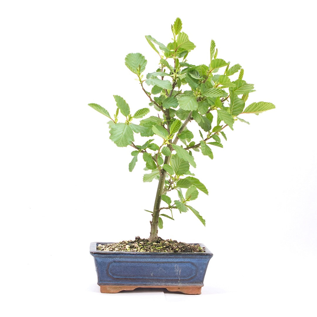Schwarzerle 'Alnus glutinosa'